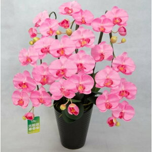 ʌR[|[V G}Ӓ (MIDORI) sN PM3-3