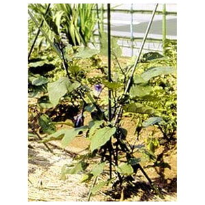 第一ビニール 三脚支柱 11mm×150cm