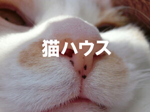 段ボール 犬小屋の人気商品 通販 価格比較 価格 Com