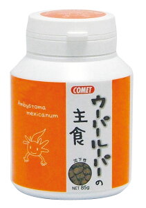 E[p[[p[̎H  85g { 85g [ a GT   Nێ h{ CgXC]