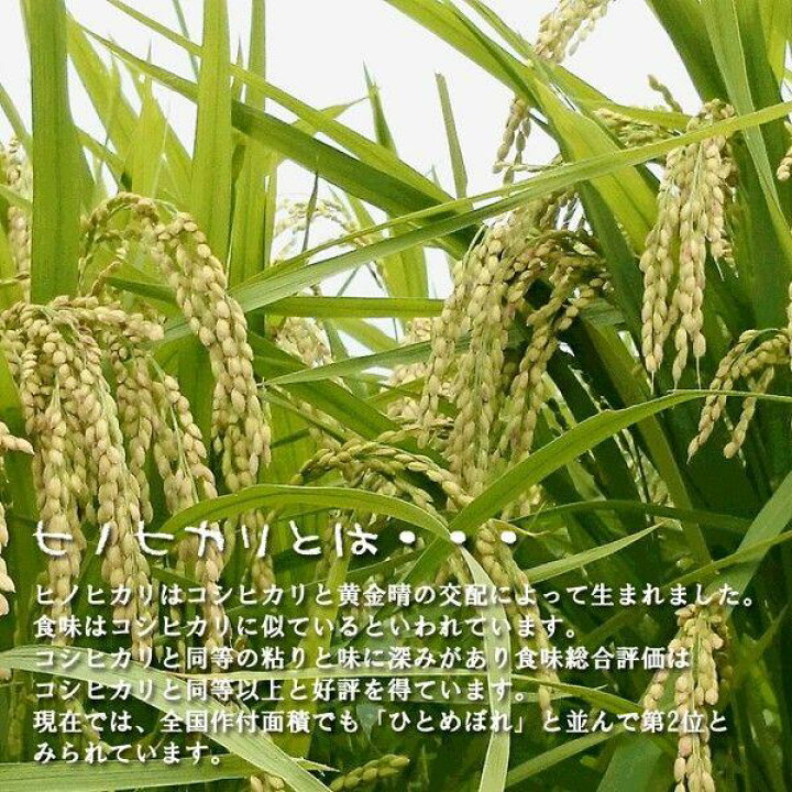 楽天市場】ヒノヒカリ 玄米 30kg 令和7年産 [九州 大分県産 ひのひかり 