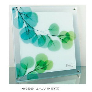 X RAY �K���X �A�[�g ���[�J�� M�T�C�Y XR-05010�y���[�J�[�����F��������s�F�����s�z�y�k�C���E����E�����͔z�B�s�z