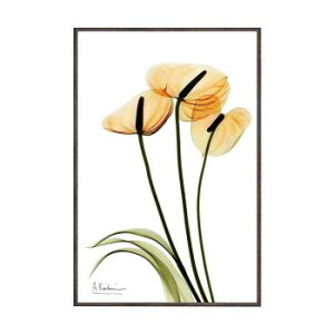 ユーパワー X RAY キャンバスアート Sサイズ 「アンスリウム」 XR-03820【メーカー直送:代金引換不可:同梱不可】【北海道・沖縄・離島は配達不可】