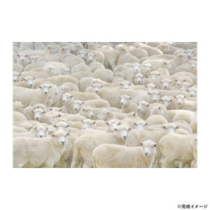 ro[ npYWO\[pY ȂpY 1000}CNs[X M81-627y[J[FsFszykCEE͔zBsz