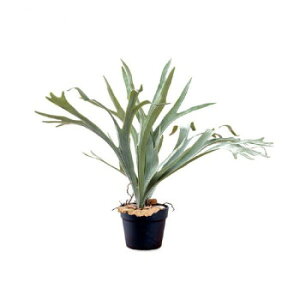 80977 REy[J[FsFszykCEE͔zBsz