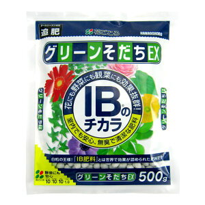 Ԃ IB̃`J O[EX 500g 엿 ǔ   ϗtA K[fjO ƒ؉ L Ɍ