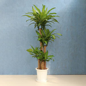 ϗtA K̖ ڃvX`bN [J[ϗtA mass10-001