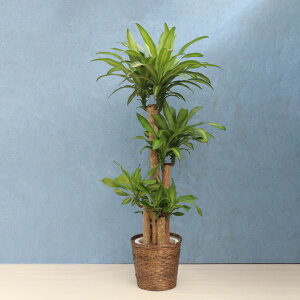 ϗtA K̖ ڃvX`bN (|JS) [J[ϗtA mass10-003