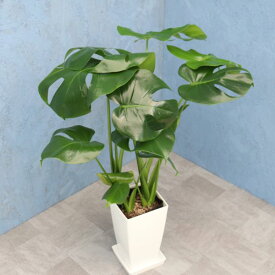 観葉植物 モンステラ 6寸角プラスチック 白 メーカー直送観葉植物 mons06-007