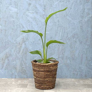 ϗtA I[KX^ 6JS IׂJS4 oror~bNXor| [J[ϗtA augu06