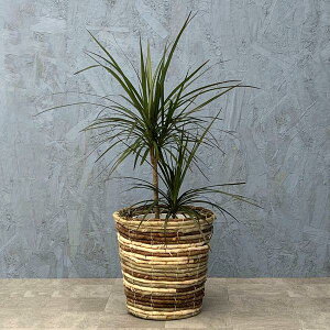 ϗtA RVl 6JS JSS4 //~bNX/| [J[ϗtA conc06