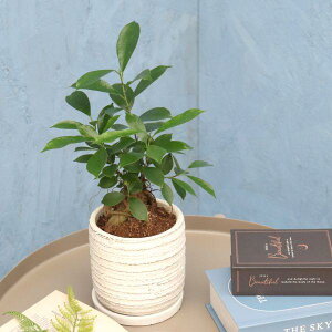 ϗtA KW} 4x ̐F͑S2F / [J[ϗtA gaju04