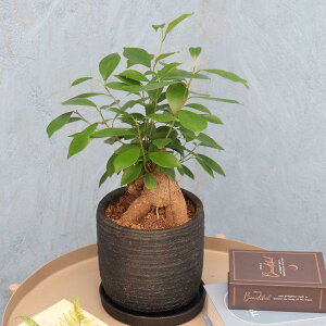 ϗtA KW} 5x ̐F͑S2F / [J[ϗtA gaju05