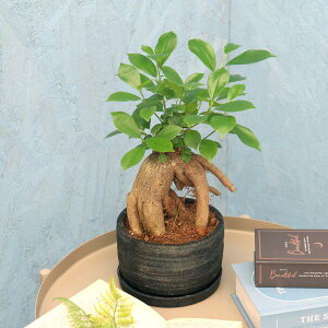 ϗtA KW} 5x󓩊 ̐F͑S2F / [J[ϗtA gaju05