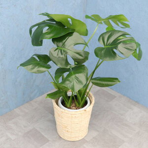 ϗtA Xe 6JS S4 //~bNX/| [J[ϗtA mons06