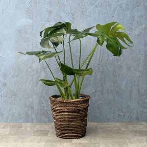 ϗtA Xe 6JS S4 //~bNX/| [J[ϗtA mons06