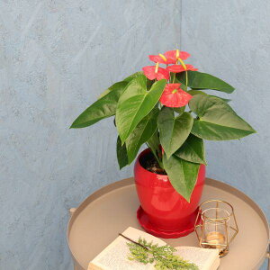 ϗtA AX[EC`sI 5ۓ ̐F͑S3F // [J[ϗtA rcha05