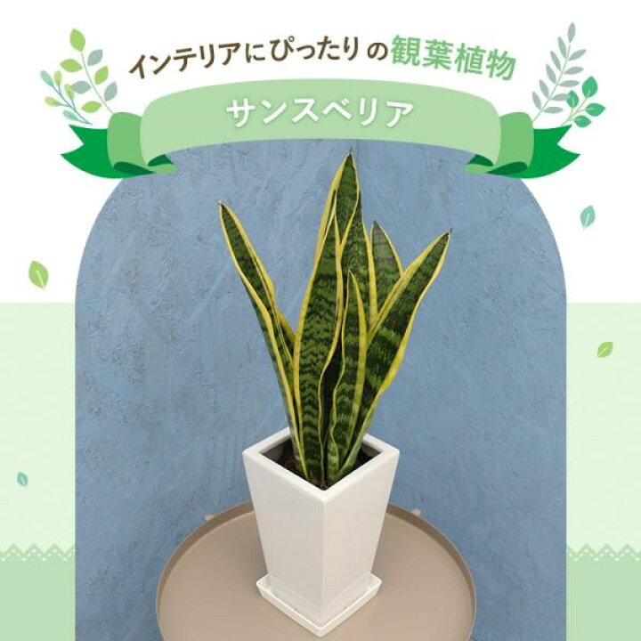 楽天市場】観葉植物 サンスベリア 5寸角陶器 鉢の色は全3色 白/赤/黒 