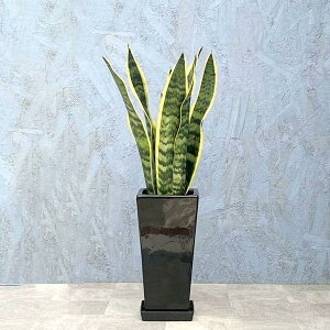 ϗtA TXxA 6p ̐F͑S2F / [J[ϗtA sans06