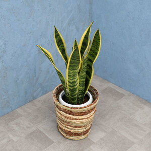 ϗtA TXxA 6JS S4 //~bNX/| [J[ϗtA sans06