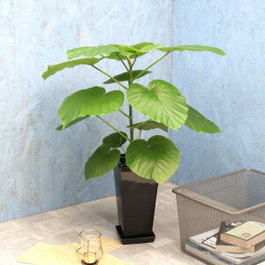 ϗtA Ex[^ 6p ̐F͑S2F / [J[ϗtA umbe06