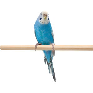 yZbg̔z CASA ̗Vя Ƃ܂ (×6Zbg) }J