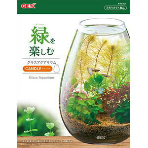 yZbg̔z GEX(WFbNX) OXANAE Lh (×2Zbg)