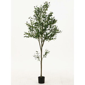 tFCNO[ I[u 180cm WCg ^ 41122