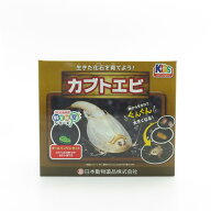 【即納在庫品】 ニチドウ 飼育観察セット カブトエビ