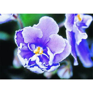 ������ ��~�ŗp�ʐ^�X�e�b�J�[ �Z���g�|�[���A�k�i��:PH20�l�y1844900:0�z[�����ʓr���ς�][�f�O���][�X�����s��]