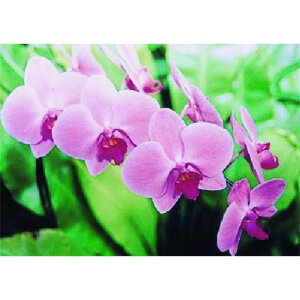 ������ ��~�ŗp�ʐ^�X�e�b�J�[ �R�`���E�����k�i��:PH7�l�y1846494:0�z[�����ʓr���ς�][�@�l�E���Ə�����][�f�O���][�X�����s��]