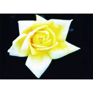 ������ ��~�ŗp�ʐ^�X�e�b�J�[ �o���k�i��:PH5�l�y1848017:0�z[�����ʓr���ς�][�f�O���][�X�����s��]