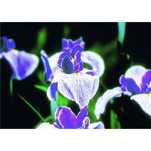 ������ ��~�ŗp�ʐ^�X�e�b�J�[ �A�C���X�k�i��:PH11�l�y1852748:0�z[�����ʓr���ς�][�f�O���][�X�����s��]