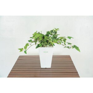 O[NX lH/lHϗtA ACr[ki:6300028775ly4127784:0z[ʓrς][@lEƏ][O][Xs]