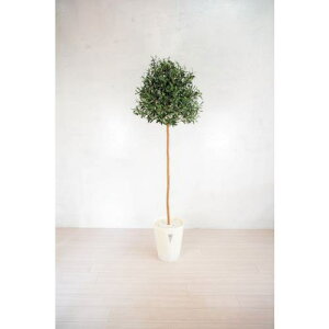 O[NX lH/lHϗtA I[u 180cmki:6300028787ly4127808:0z[ʓrς][@lEƏ][O][Xs]