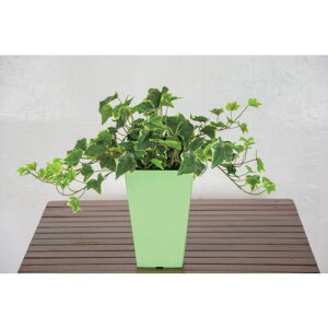 O[NX lH/lHϗtA ACr[ki:6300033743ly4568607:0z[ʓrς][@lEƏ][O][Xs]