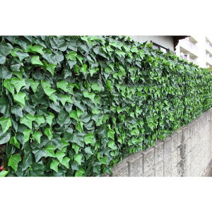 TASSCOM AO[tFX ACr[ki:TAN797ly5366951:0z[@lEƏ][O][Xs]