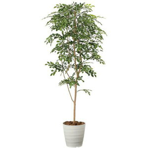 ~dV} tFCNO[ A[gO[G[TN-18 tAglR1.8ki:3920603ly7091166:0z[ʓrς][@lEƏ][O][Xs]