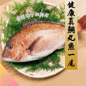 健康真鯛丸魚一尾|愛媛県産　宇和海産　鯛　お祝い　パーティ　ブランド魚　豪華　秀長水産　宇和島　お中元　お歳暮　ご贈答　プレゼント　贈り物　冷蔵