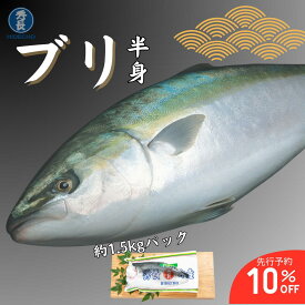 【予約商品】【11月30日23:59まで 先行予約10%オフ】【歳末価格9,000円税抜→先行予約8,100円税抜】【12月1日〜12月30日お届け】ブリ半身　約1.5kgパック　冷蔵　フィーレ　かま付き三枚おろし　真空パック　がいなブリ　愛媛県　宇和島　お中元　お歳暮　業務用　送料無料