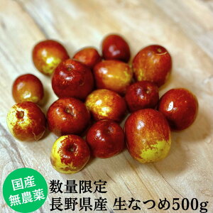 y2025N10O菇\zʌ̔ _ER͔| MB쌧Y̐Ȃ 500g (3cmOTCYj Ȃ  ic