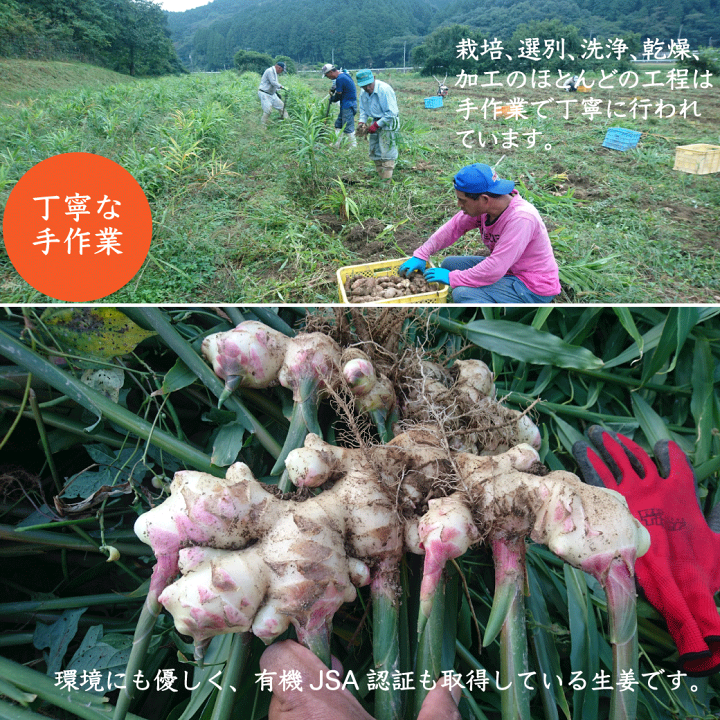 楽天市場】生姜スライス20g 国産無農薬 有機JAS認定原料使用100
