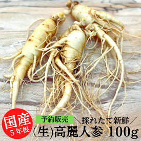 【次回8月下旬発送予定】 国産 生の 高麗人参 100g (15cmサイズ前後) 生 高麗 人参 コーライ オタネニンジン おたねにんじん 朝鮮人参 健康食品 スーパーフード 健康食材 薬膳食材 韓国食材 高級 生野菜 高級食品 お取り寄せ 生鮮食品