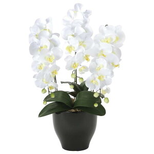 ̊y(2025N) ӒZ[XW iԁF20K120 F65cm - A[gNGCV [G}/lHϗtA]