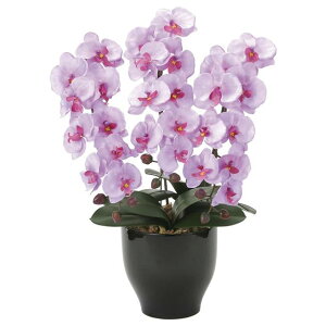 ̊y(2025N) ӒZ[XL iԁF21K120 F66cm - A[gNGCV [G}/lHϗtA]