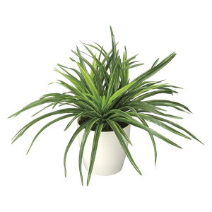̊y(2025N) hZi iԁF245K45 F32cm - A[gNGCV [G}/lHϗtA]