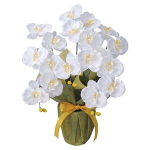 ̊y(2025N) ~fBӒW iԁF25K40 F50cm - A[gNGCV [G}/lHϗtA]