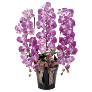 ̊y(2025N) CӒW/AB iԁF311A200 F80cm - A[gNGCV [G}/lHϗtA]