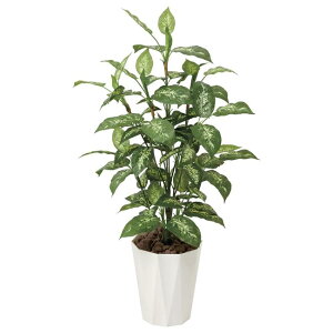 ̊y(2025N) fBtFoLA iԁF426A175 F110cm - A[gNGCV [G}/lHϗtA]