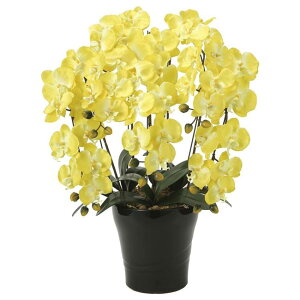 ̊y(2025N) NC[ӒY iԁF448A150 F74cm - A[gNGCV [G}/lHϗtA]